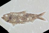 Detailed Fossil Fish (Knightia) - Wyoming #96107-1